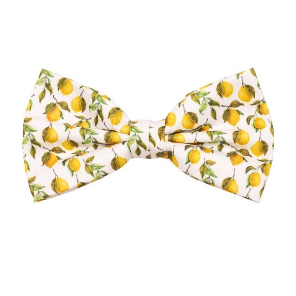 Zitronen Herrenfliege (1)