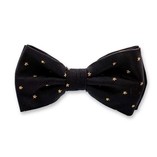 Schwarz-goldene Sternfliege - Thumbnail 1